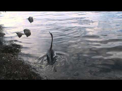 Anhinga Release Video