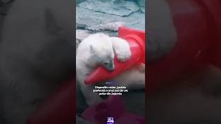 Dispozitiv rutier, jucăria preferată a unui pui de urs polar din Japonia #digi24