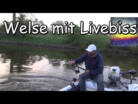 Die ersten Waller in 2025. Angeln mit Wallerholz #Livebiss inklusive!!!