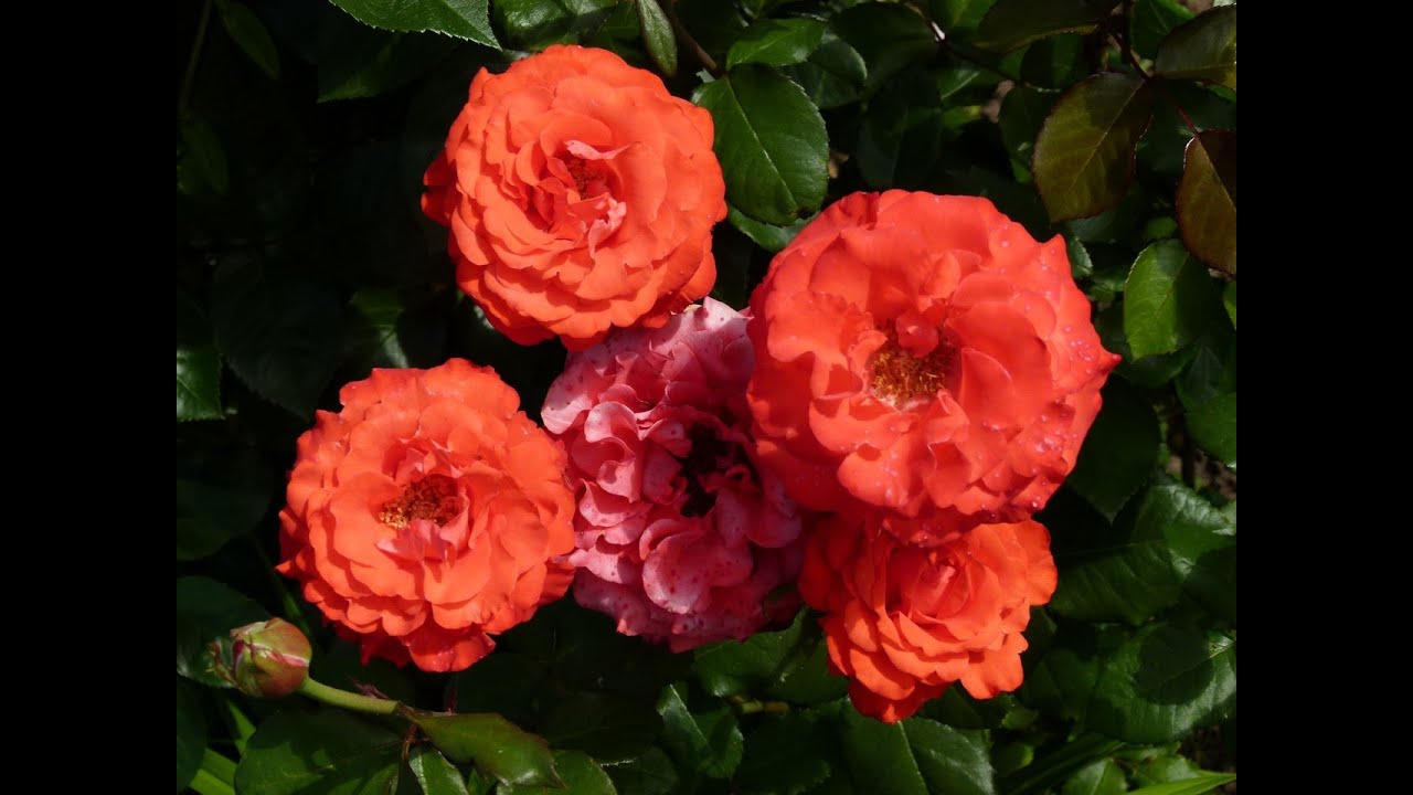 Цветение розы Анжелика