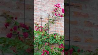 Wall Metal Trellis 🌸 #growstrong #gardenessentials #easyinstall
