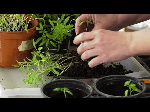 , title : 'Pikowanie pomidorów, hartowanie rozsad i uprawa hydroponiczna  - Ogród warzywny w kwietniu'