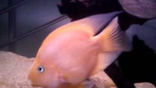 preview picture of video 'Red Parrot Fish by Vishwa Sri Lanka'
