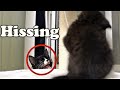 Tuxedo Cat Hissing At Kitten Choco L CrazyCatish