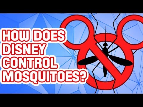 YouTube video about: Why are there no birds at disneyland?