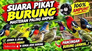 Download lagu SUARA PIKAT BURCIL TERBARU!! Aneka Kicauan Burung di Alam looped mp3