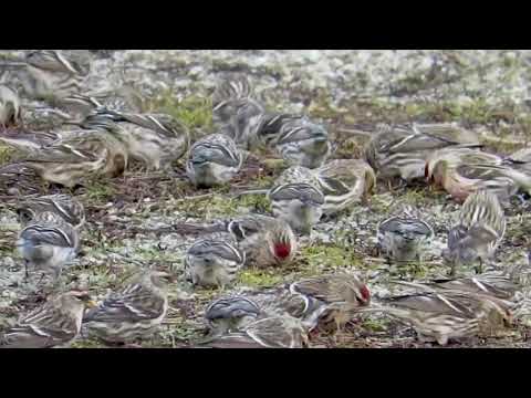 A feast for a flock of Common Redpoll