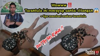 Download lagu APA GAK NGERI‼Tarantula ini merayap ditangan‼cara memberi makan tarantula | Don't try this at home‼ mp3 Download lagu APA GAK NGERI‼Tarantula ini merayap ditangan‼cara memberi makan tarantula | Don't try this at home‼ mp3