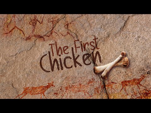 The First Chicken