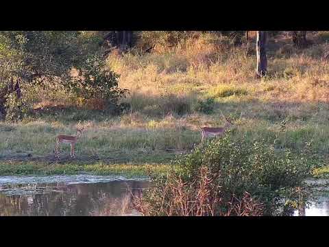 Djuma: Impala female and lamb - 16:40 - 04/29/21