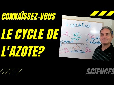 Quel est le rôle du cycle de l'azote  Apprenons les sciences en français