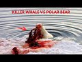 When A Hungry Orca Meets A Polar Bear | Killer Whale vs Polar Bear