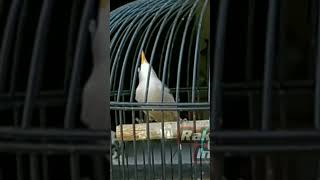 Download lagu RPM Gacor 💥 mp3