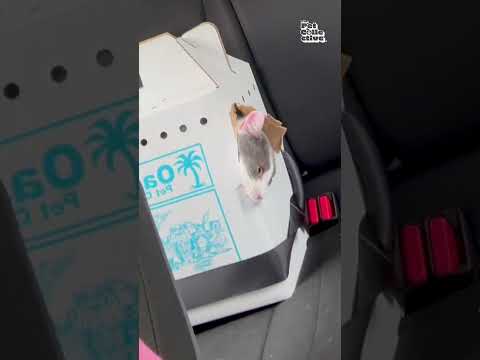 Un chat astucieux s'échappe d'une boîte dans une voiture sur le chemin du retour