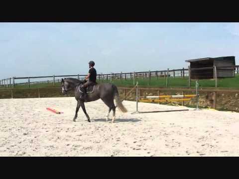 Tess de Madré - Jument par Belfort (han.) - 4 ans - VENDUE