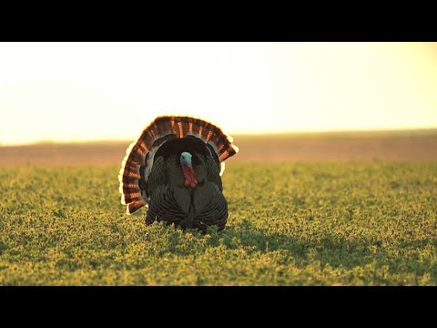 Avoid Ticks this Spring- Turkey Tips to Keep You Tick & Bug Free- Ranger Ready