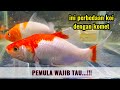 Ciri Fisik Ikan Hias Air Tawar
