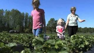 preview picture of video 'Strawberry Picking Is Good Springtime Family Fun'
