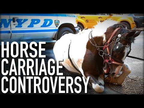 Carriage Horse Controversy: Tradition or Cruelty?