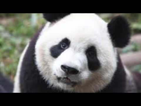 Uzi guapo ( panda remix )