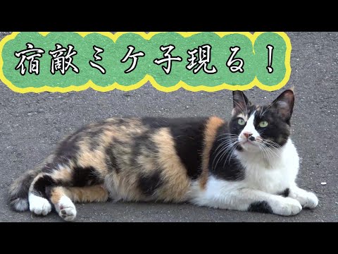 【宿敵ミケ子シリーズ】　宿敵ミケ子現る！The enemy cat Mikeko appears !