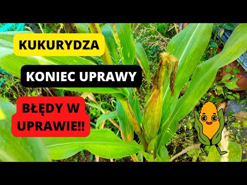 , title : 'KONIEC UPRAWY KUKURYDZY Błędy w uprawie kukurydzy Uprawa kukurydzy Ogród warzywny'