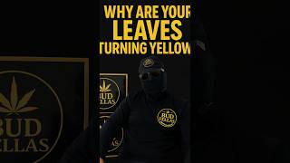 What Causes Yellow Cannabis Leaves? Explained for Beginners