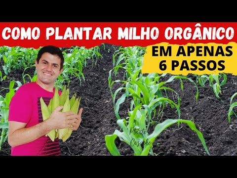COMO PLANTAR MILHO EM SULCO E EM COVA. QUAL A DIFERENÇA? TÉCNICA COMPLETA EM APENAS 6 PASSOS! (Ep26)