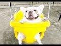 Dogs And Puppies On Swings Compilation 2014 NEW