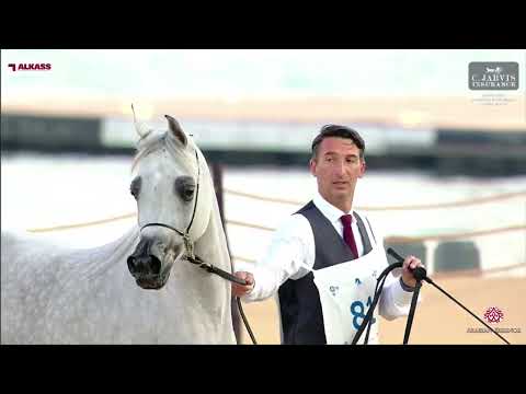 N 81 D MASHEE'AH   KIAHF 2024   Arabian Peninsula Horse Show   Fillies 3 Years Old   Section B Class