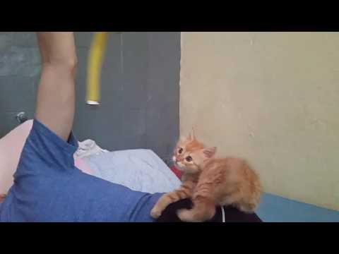 Sabah the Barking Kitten!