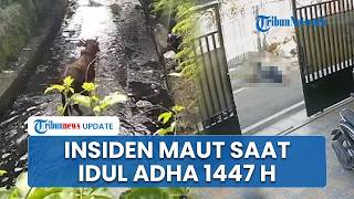 2 Insiden Sapi Kurban saat Idul Adha 2026, 1 Pria Tewas Terseret di Kalsel & Hewan Tercebur di Tasik