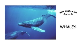 Kidzone Animals: Whales