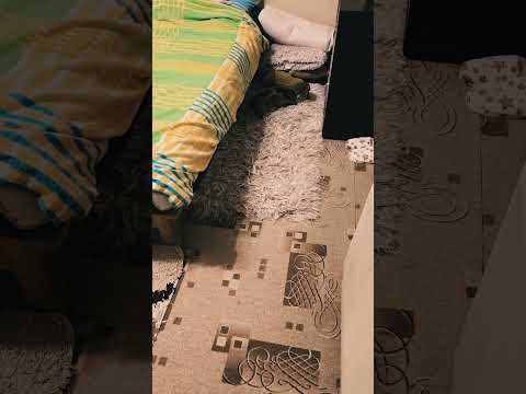 Dachshund puppy for sale