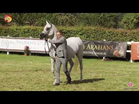 N 58 floressah 'W'   2020 ELRAN ARABIAN CUP   Mares 8+ years old Class 10