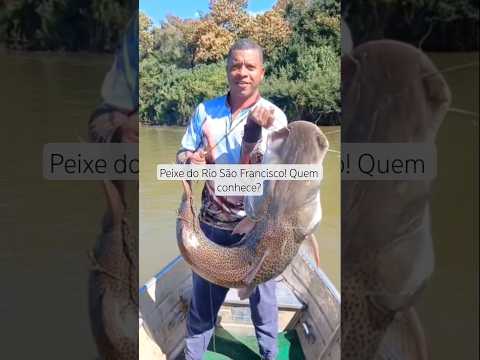Pescador pega um lindo Pixe no Rio São Francisco no @nortedeminas INSCREVA-SE