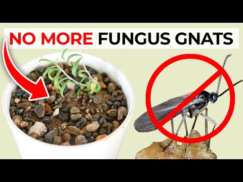 How to Get Rid of Fungus Gnats in Houseplants Potting Soil