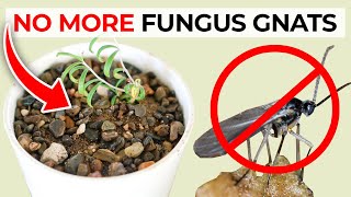 How to Get Rid of Fungus Gnats in Houseplants Potting Soil