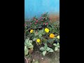 Flowers Garden Status