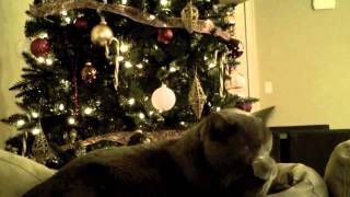 Merry Christmas From Gracie and Lou