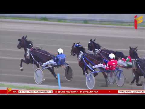 VII Corsa del 11 marzo 2023 - 3 Anni - Metri 1600