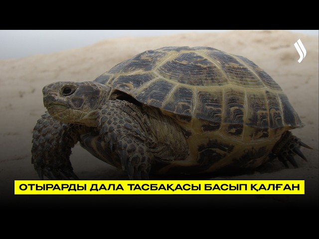 Техника астында қалмас үшін тасбақалар қауіпсіз жерге көшірілді