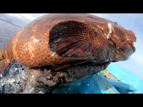 INDO TALES   EPISODE 13 Golden trevally, grouper  and grilling mangrove jack  by: Dejan Sverko