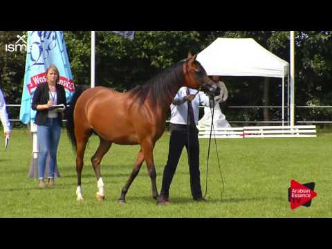 N.77 BERENIKA - Ströhen 2017 C-Show - 7.9 Years Old Mares (Class 10)