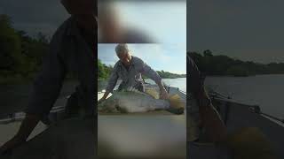 Jeremy Wade's jaw-dropping 70lb monster catch | River Monsters | Animal Planet by Animal Planet