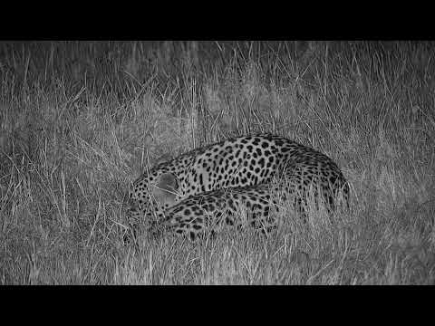 Djuma: Leopard-Hosana male sleeping near pan-Pt:1 - 03:34 - 06/09/19