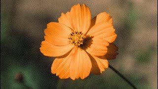 Download lagu [첸 (CHEN)] 'Before the Petals Fall (꽃잎이 지기 전에)' mp3