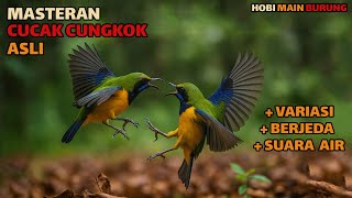 Download lagu Masteran Suara Cucak Cungkok Asli | Jeda   bervariasi   Suara Air Menenangkan mp3 Download lagu Masteran Suara Cucak Cungkok Asli | Jeda   bervariasi   Suara Air Menenangkan mp3