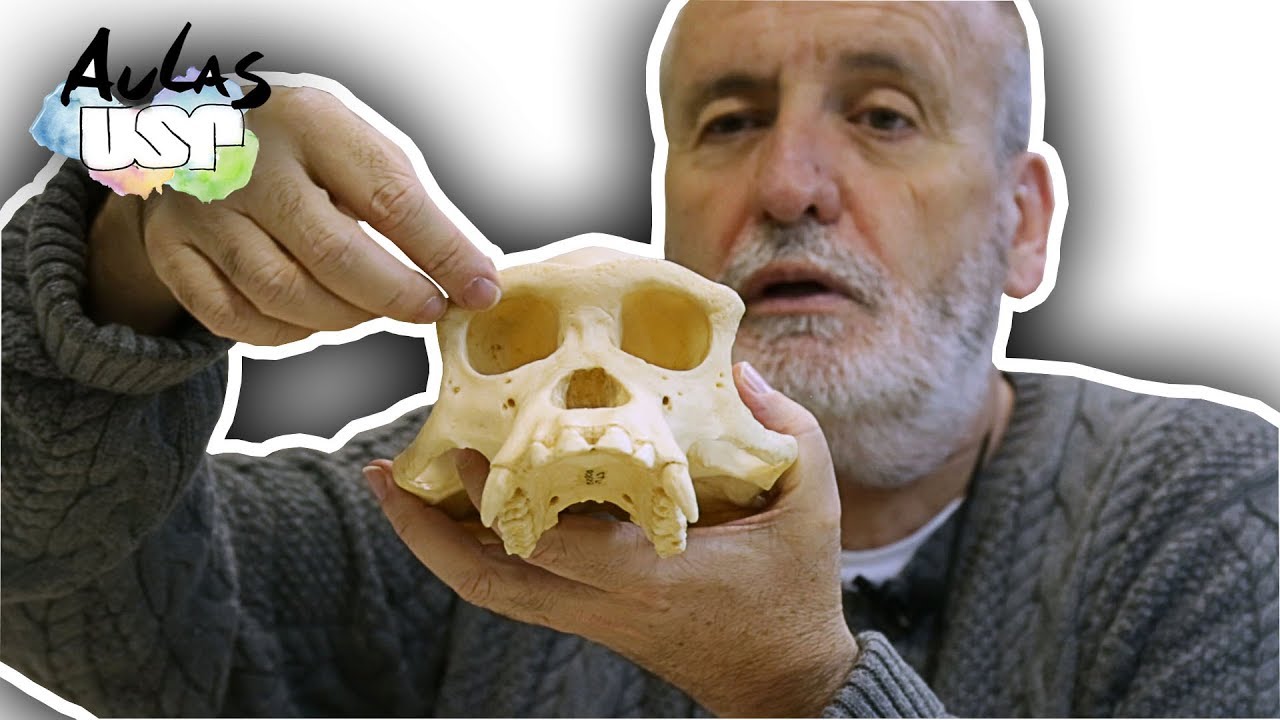 A Saga da Humanidade -- Aula 2  (Chimpanzés e humanos, II)