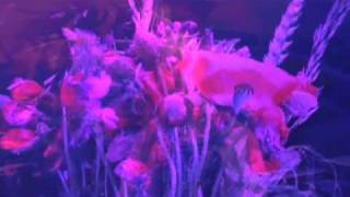 Erik Hassle - Dont Bring Flowers - Crystal Fighters Remix